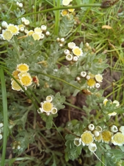 Gnaphalium declinatum