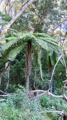 Cyathea australis
