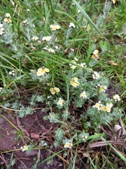 Gnaphalium declinatum