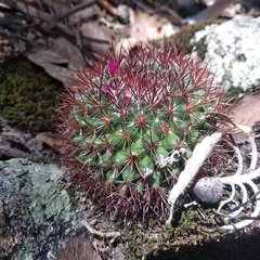 Mammillaria rhodantha fera-rubra