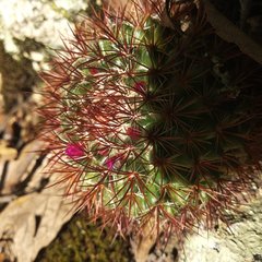 Mammillaria rhodantha fera-rubra