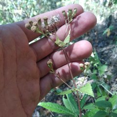 Ageratina oligocephala