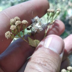Ageratina oligocephala