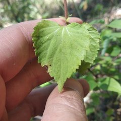 Ageratina oligocephala