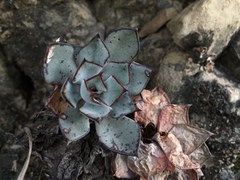 Echeveria strictiflora
