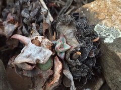 Echeveria strictiflora