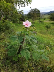 Hibiscus indicus