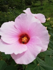 Hibiscus indicus