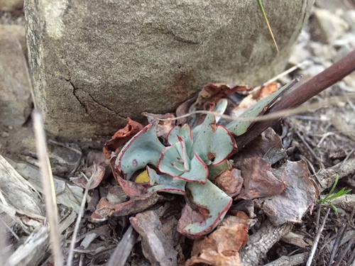 Echeveria strictiflora
