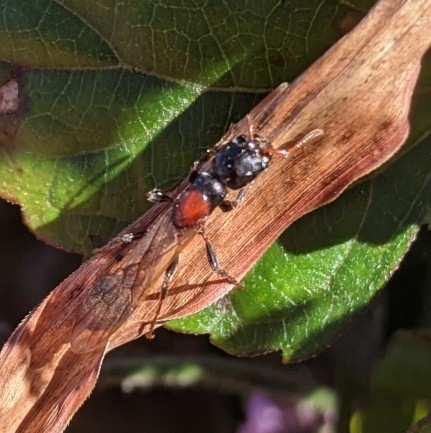 Tetraponera concava