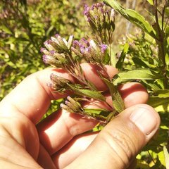 Chromolaena pulchella
