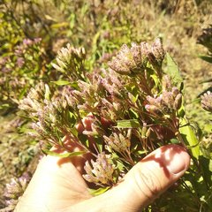 Chromolaena pulchella