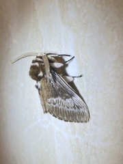 Podalia walkeri