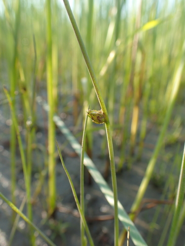 Schoenoplectiella smithii var. leviseta
