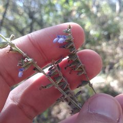 Salvia helianthemifolia