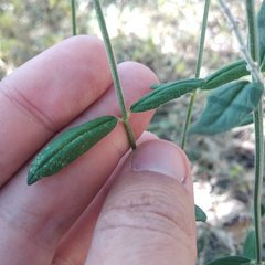 Salvia helianthemifolia