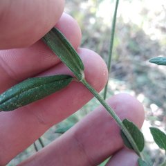 Salvia helianthemifolia
