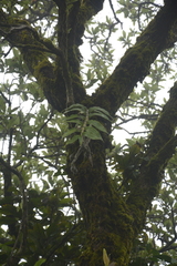 Dendrobium aqueum