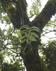 Dendrobium aqueum