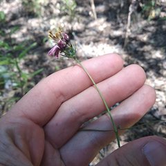 Cosmos crithmifolius