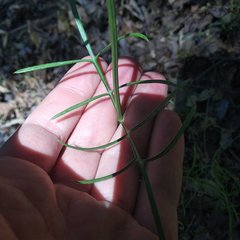 Cosmos crithmifolius