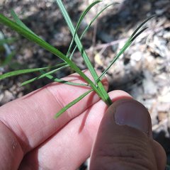 Cosmos crithmifolius