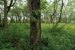 Toxicodendron radicans