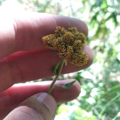 Alloispermum scabrum