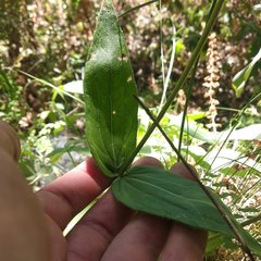 Alloispermum scabrum
