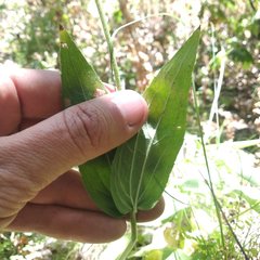 Alloispermum scabrum