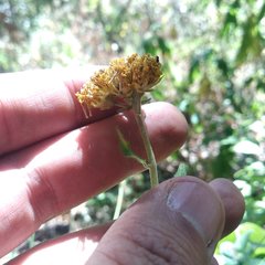 Alloispermum scabrum