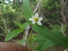Zinnia leucoglossa