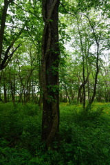 Toxicodendron radicans