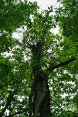 Toxicodendron radicans