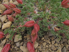 Oxytropis podocarpa