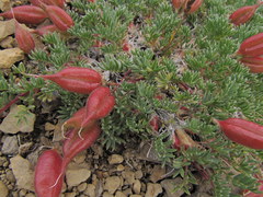 Oxytropis podocarpa