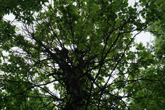 Toxicodendron radicans
