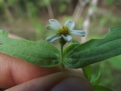 Zinnia leucoglossa
