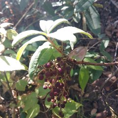 Comarostaphylis discolor rupestris