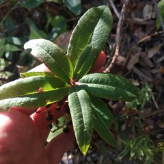 Comarostaphylis discolor rupestris