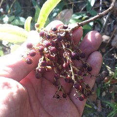 Comarostaphylis discolor rupestris