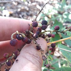 Comarostaphylis discolor rupestris