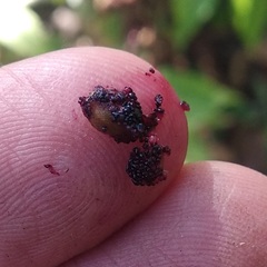 Comarostaphylis discolor rupestris