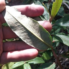 Comarostaphylis discolor rupestris