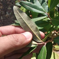Comarostaphylis discolor rupestris