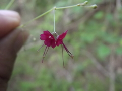 Boerhavia gracillima
