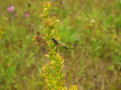 Ammophila azteca
