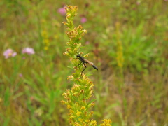 Ammophila azteca
