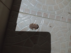 Eleutherodactylus coqui