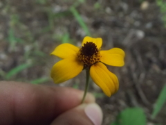 Heliopsis sinaloensis